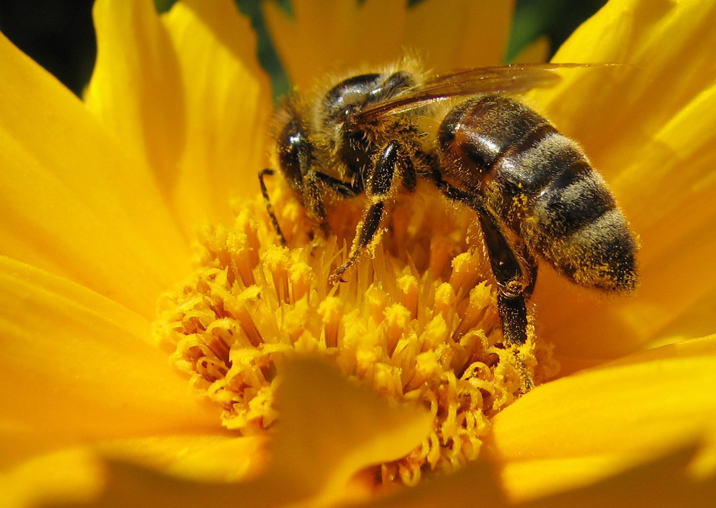 Информационная платформа для спасения пчёл: прочитай, спаси пчелу!